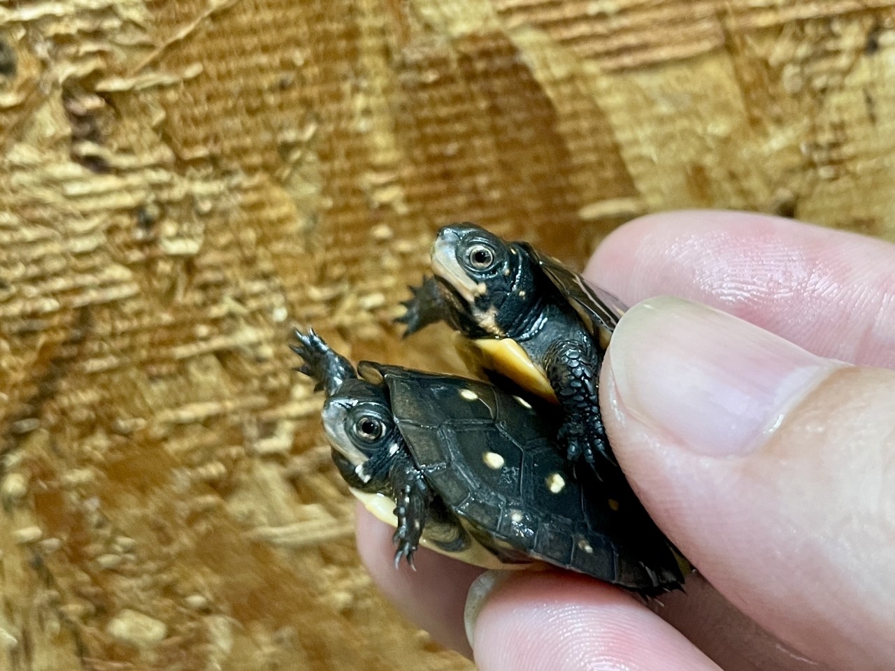 キボシイシガメ（完品）(3)