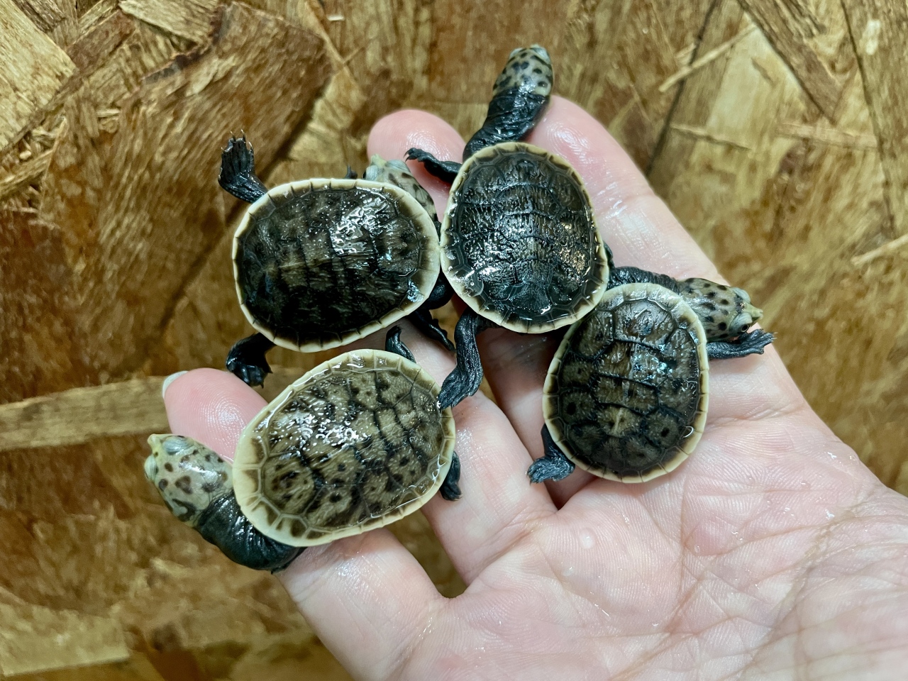 パーケリーナガクビガメ（多甲板）(2)