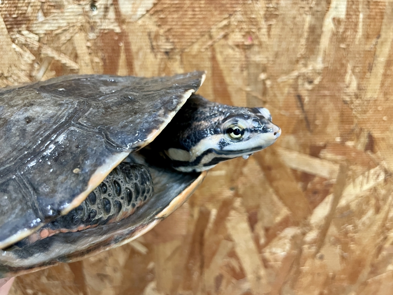 ジェフロアカエルガメ(3)