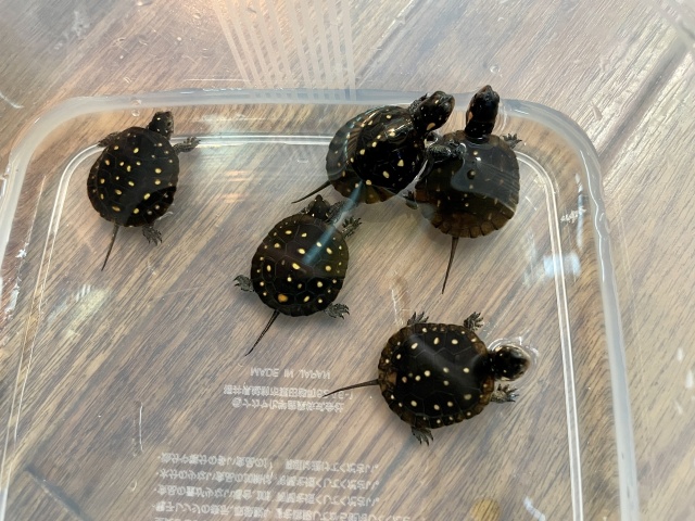 キボシイシガメ（多甲板）