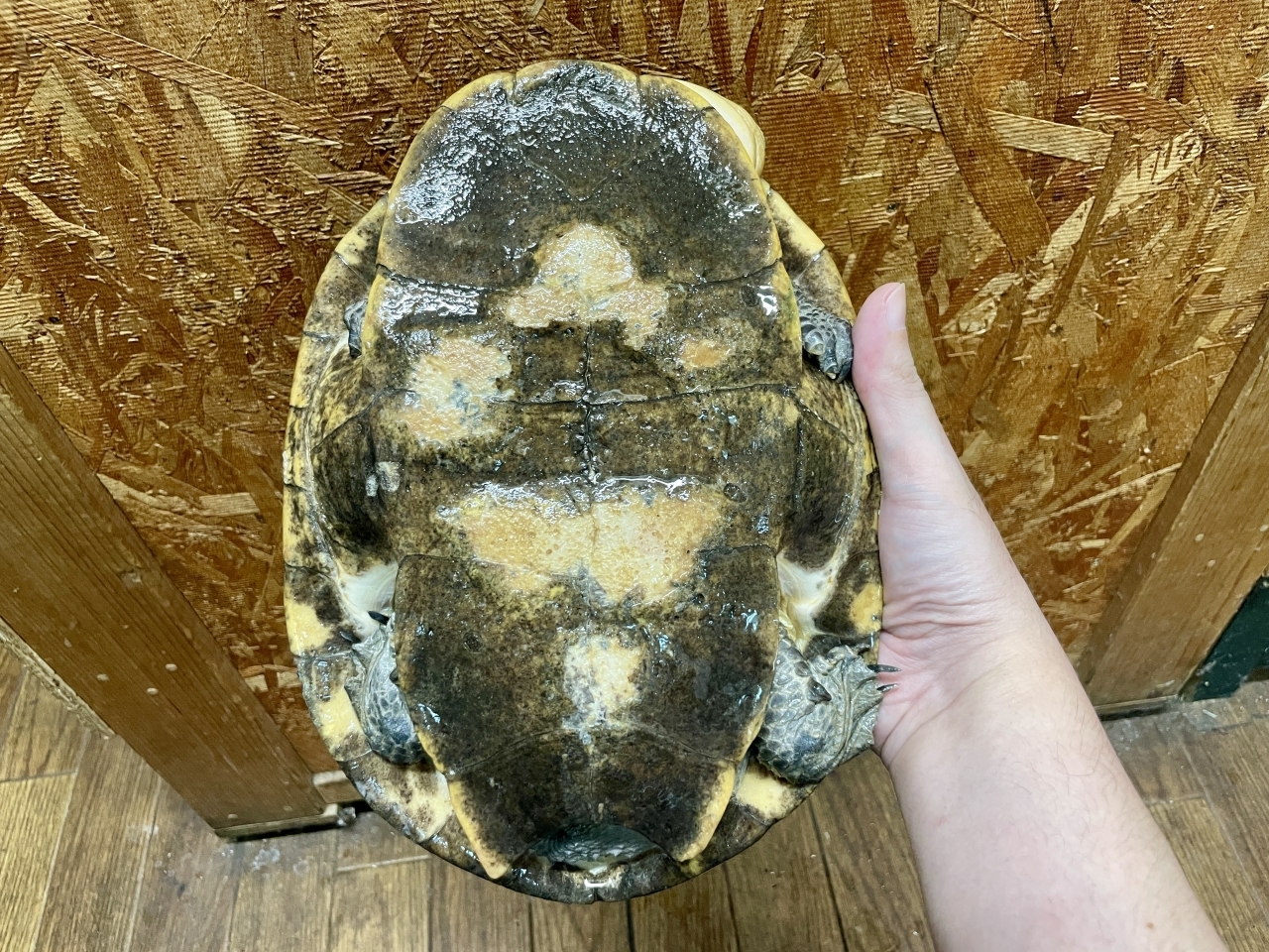 ウェルムスカエルガメ(7)