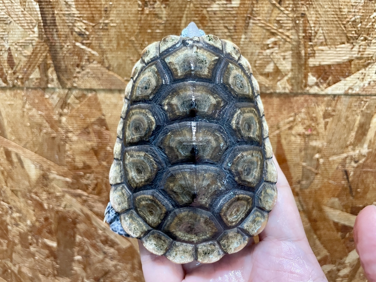 カロリナダイヤモンドバックテラピン（コンセントリック）（No.2）(1)