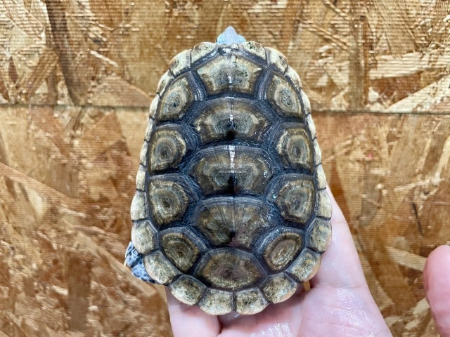 カロリナダイヤモンドバックテラピン（コンセントリック）（No.2）