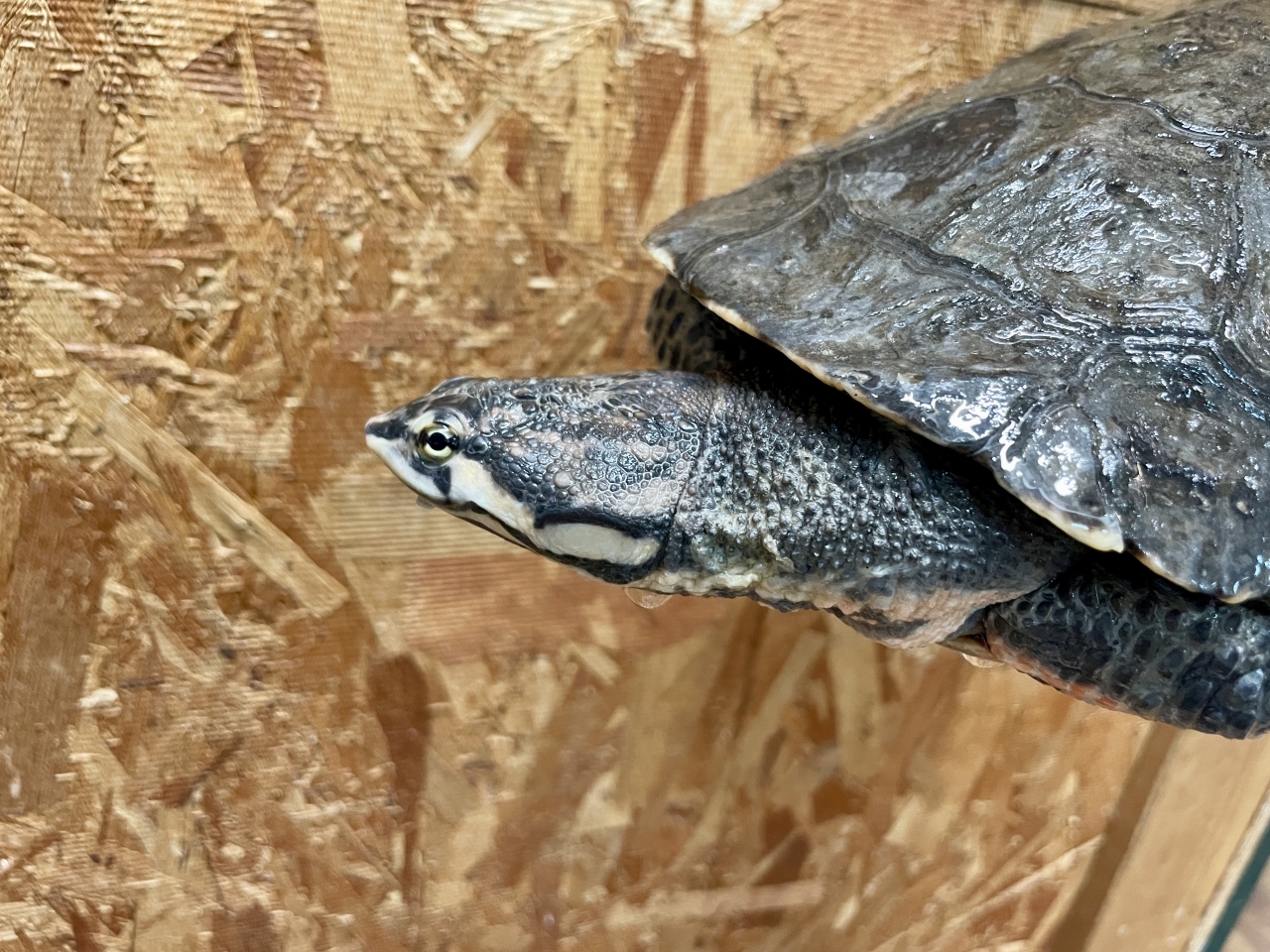 ジェフロアカエルガメ(4)