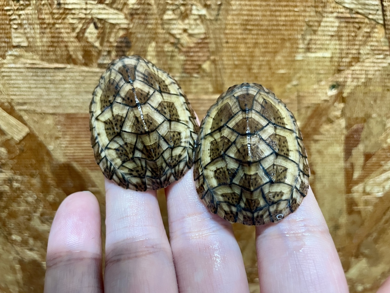 オオアタマヒメニオイガメ(2)