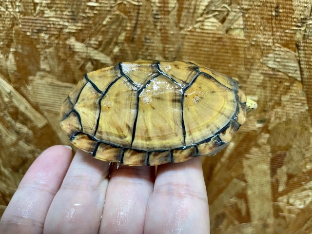 スジクビヒメニオイガメ