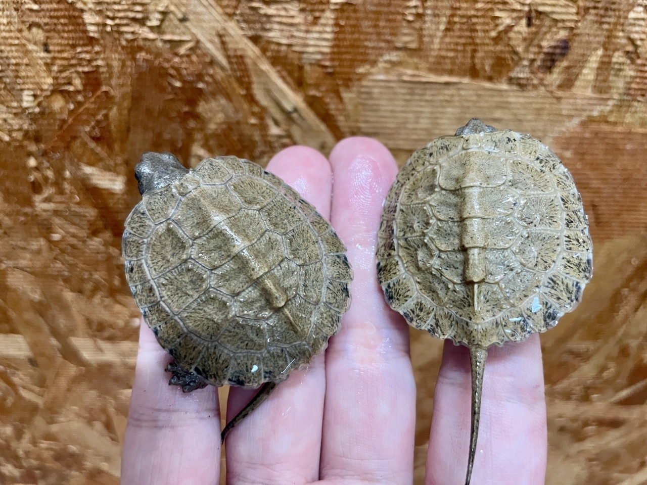 モリイシガメ(2)