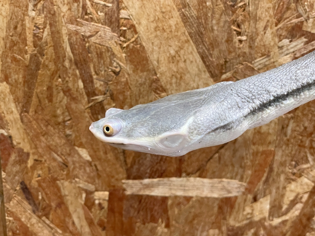 エキスパンサーナガクビガメ(2)