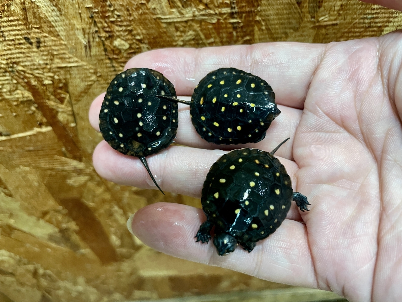 キボシイシガメ（多甲板）(2)