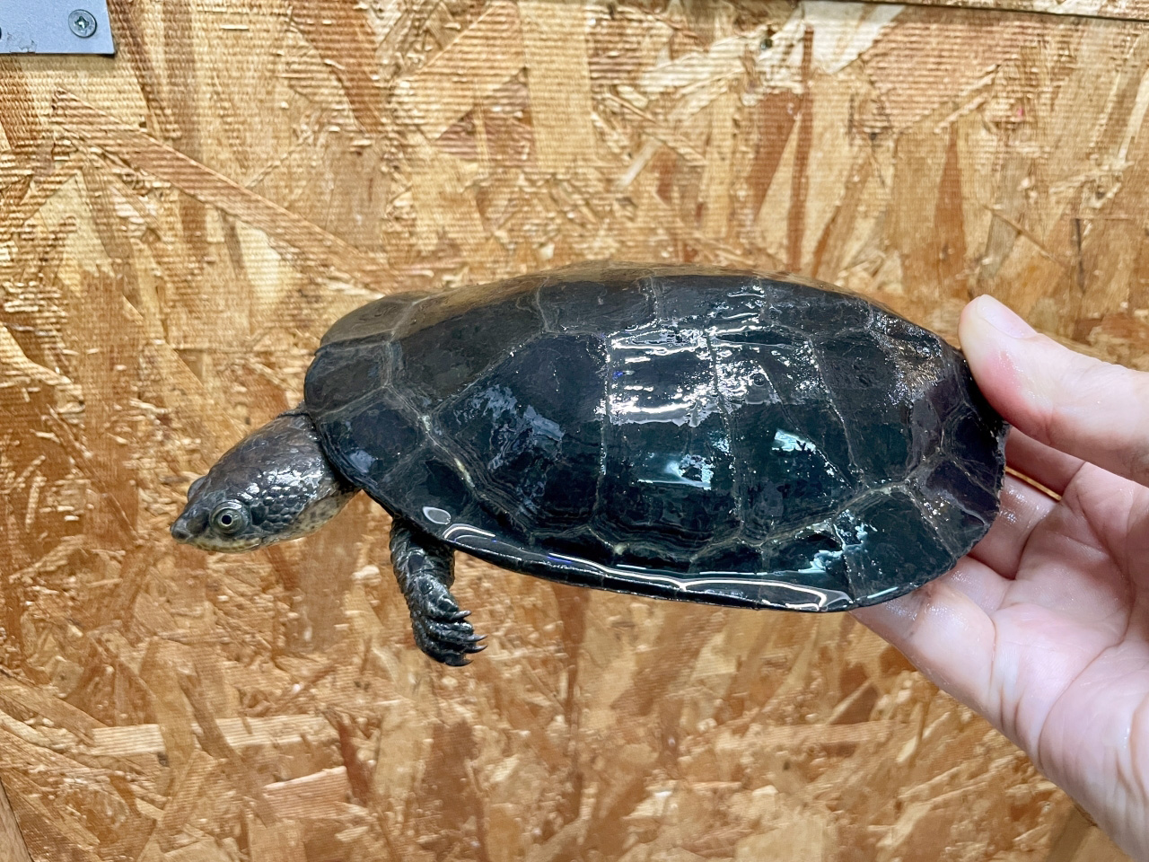 ギバタートル(5)