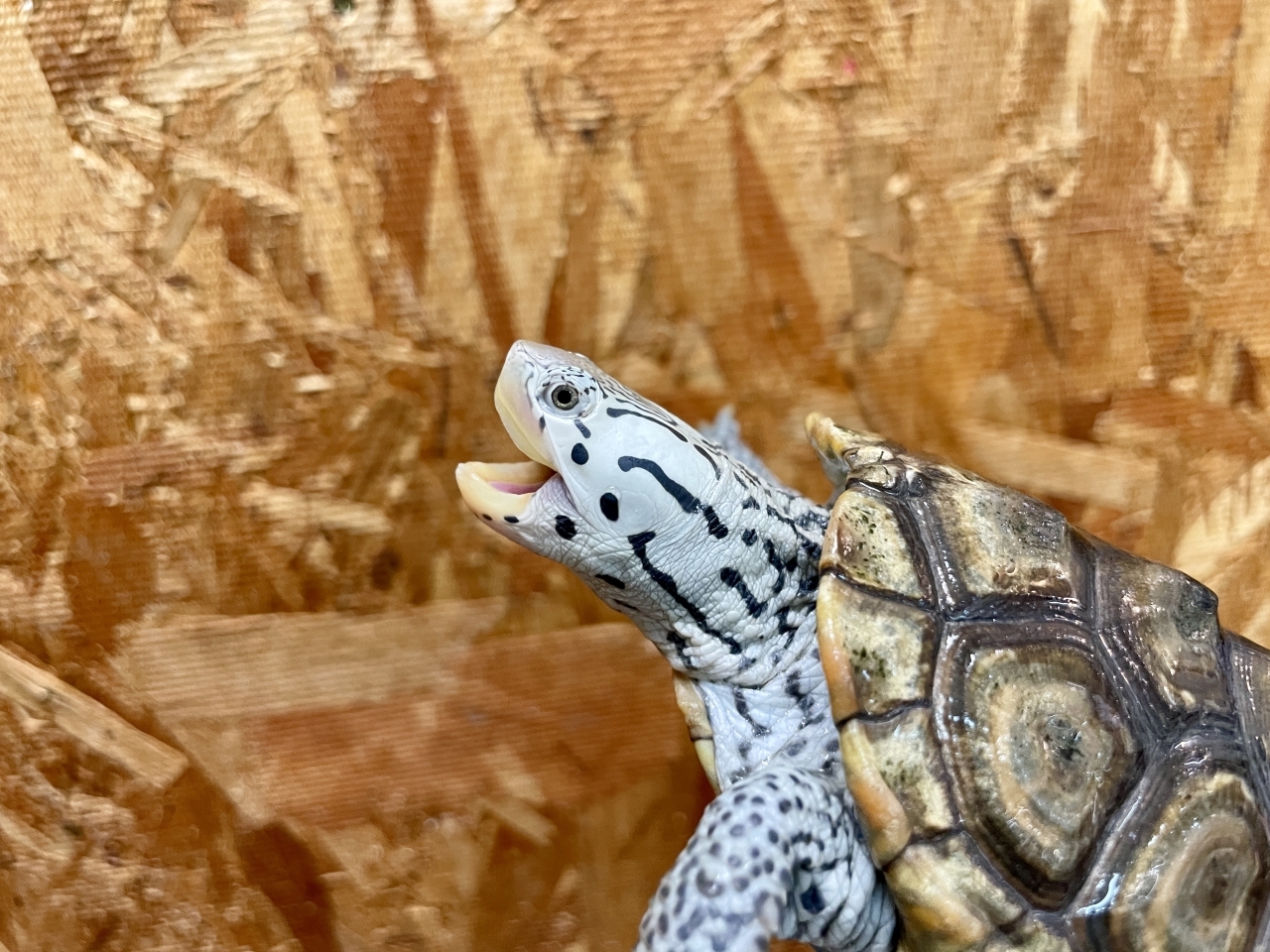 カロリナダイヤモンドバックテラピン（コンセントリック）（No.2）(4)