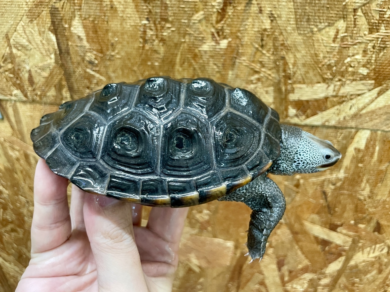 テキサスダイヤモンドバックテラピン(1)