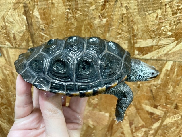 テキサスダイヤモンドバックテラピン