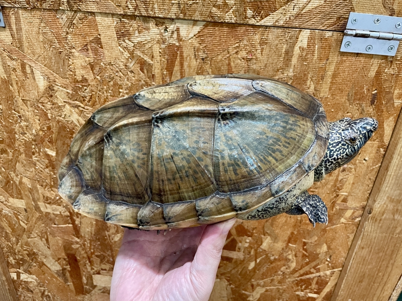 ジャイアントマスクタートル(2)