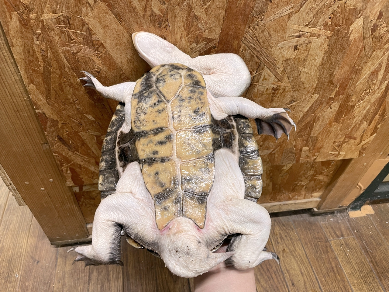 エキスパンサーナガクビガメ(5)