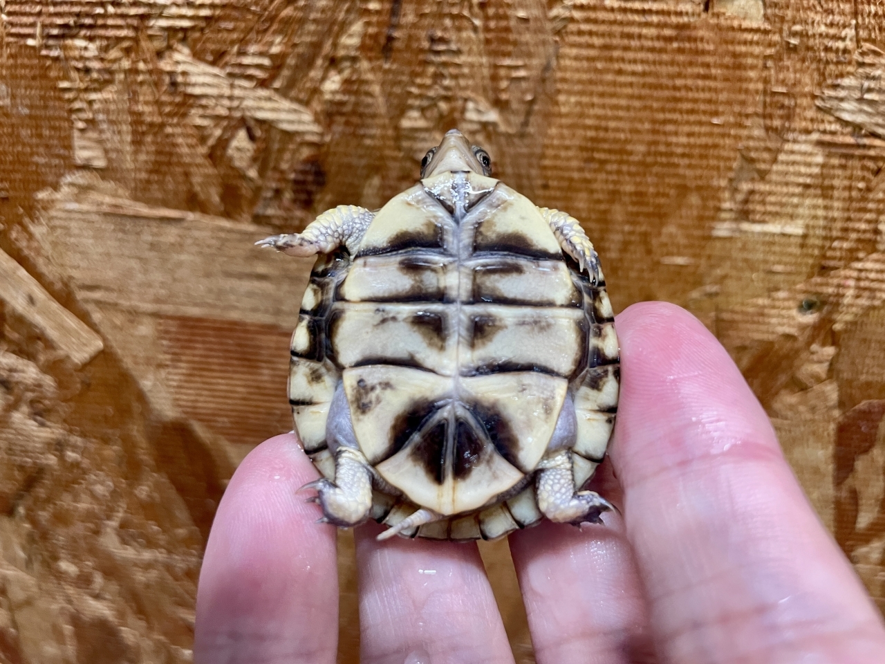 トウブハコガメ（No.1）(4)