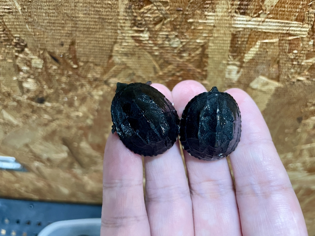 ミシシッピニオイガメ(2)