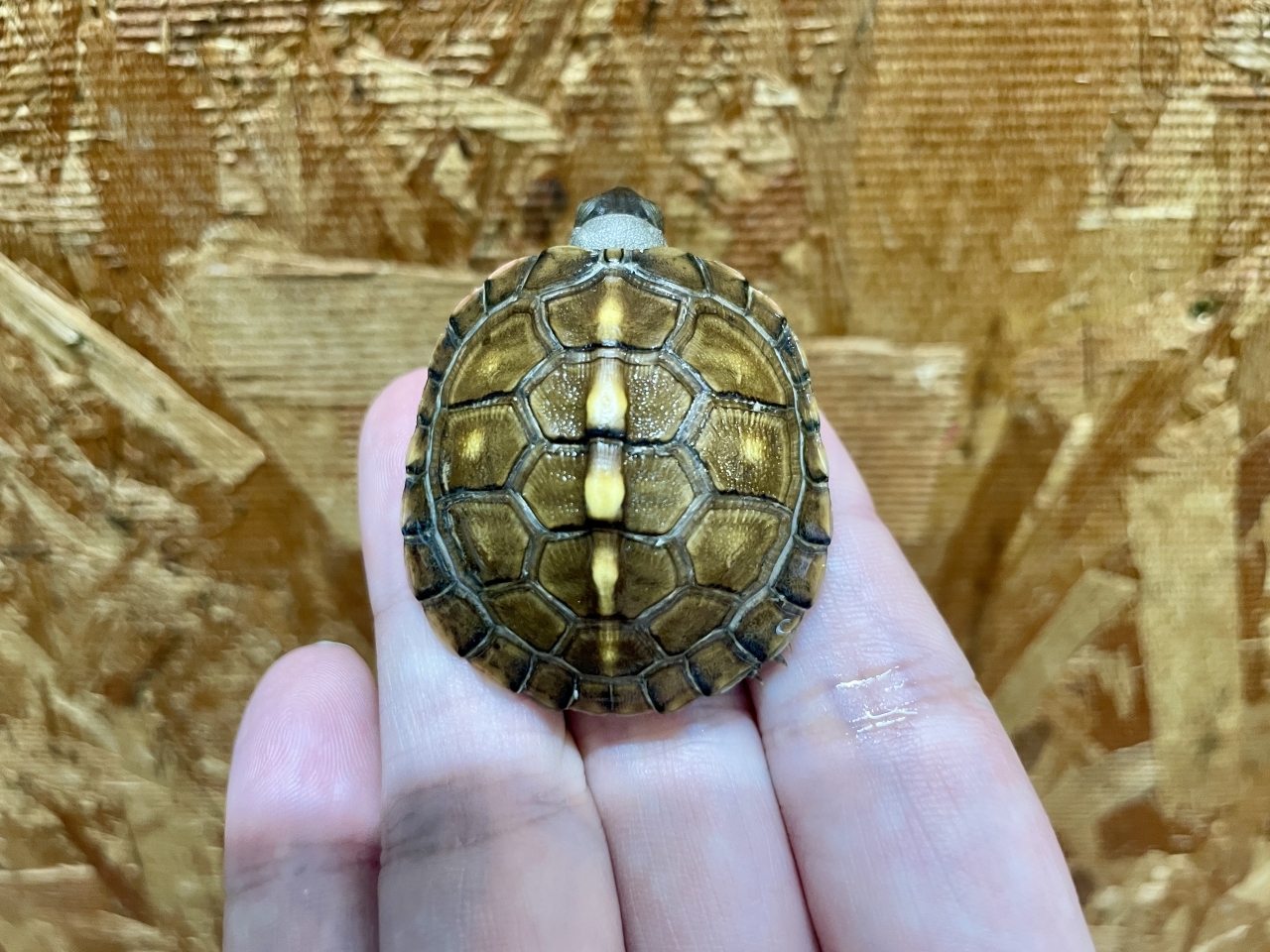 トウブハコガメ（No.1）(1)