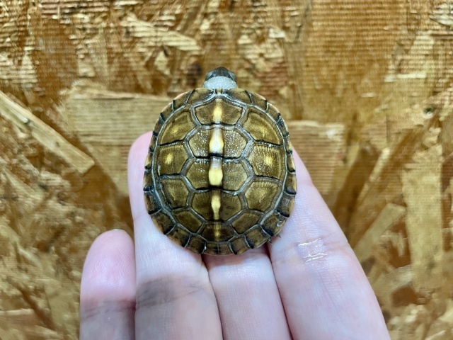 トウブハコガメ（No.1）