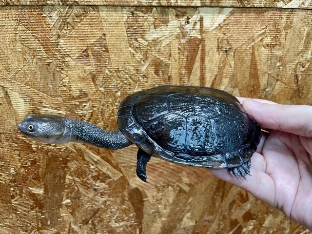 マッコードナガクビガメ（多甲板）