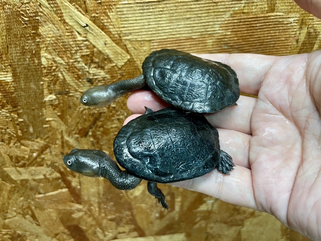 マッコードナガクビガメ（完品）(2)