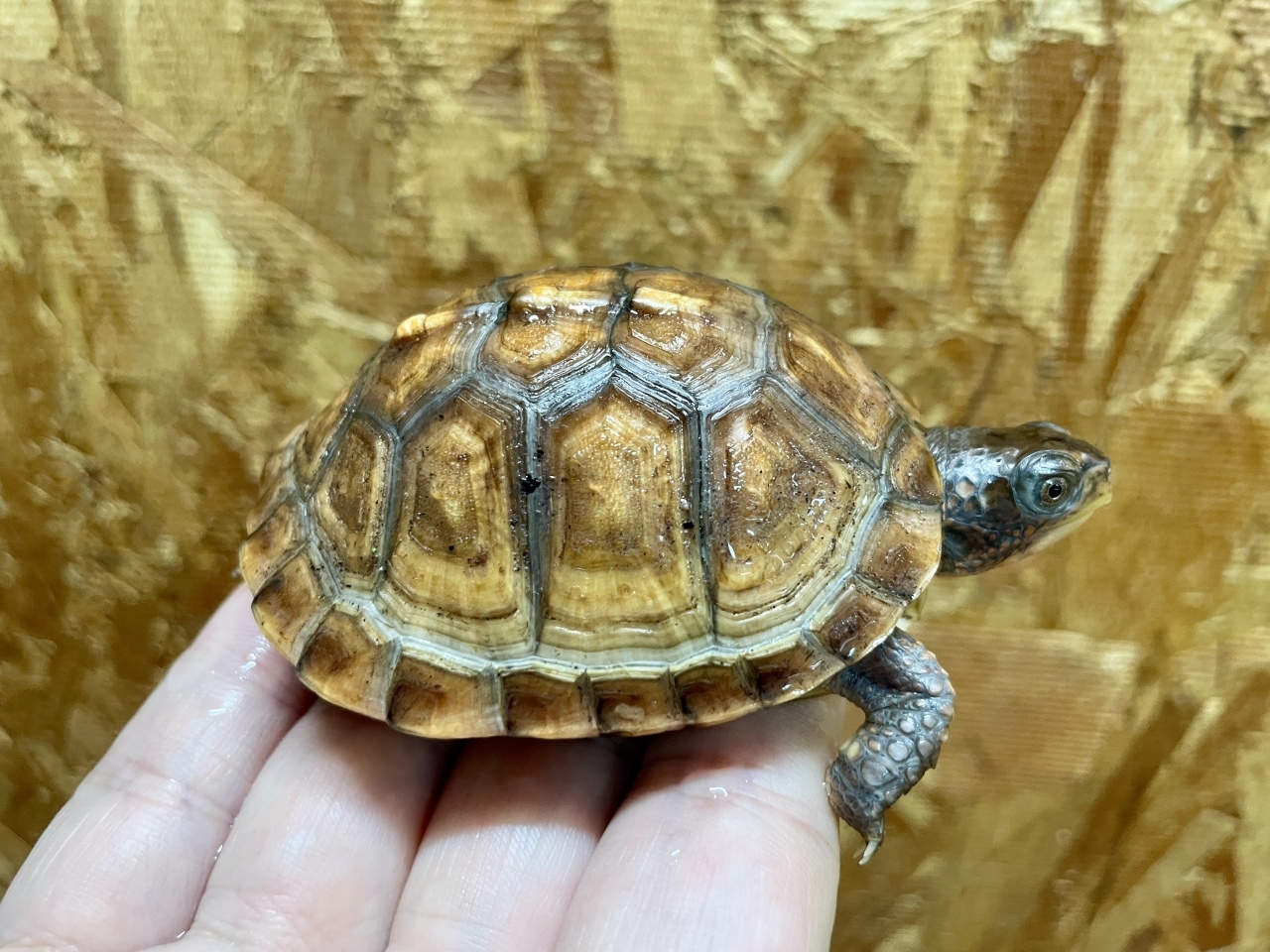 トウブハコガメ（No.C）(1)