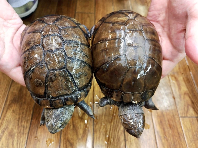 ウスグロハコヨコクビガメ