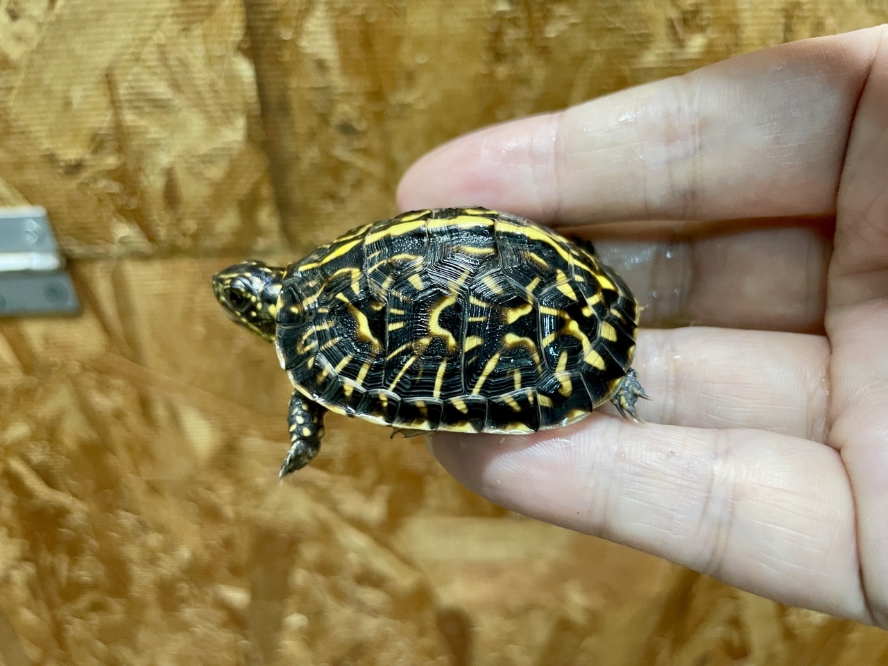 フロリダハコガメ（No.A）(2)