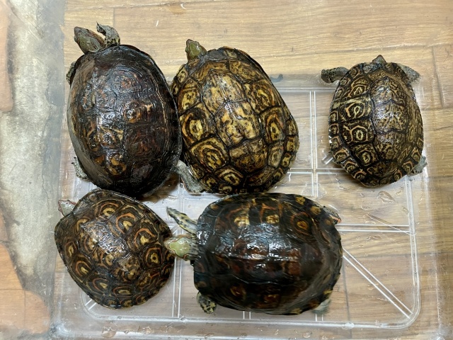 コスタリカアカスジヤマガメ