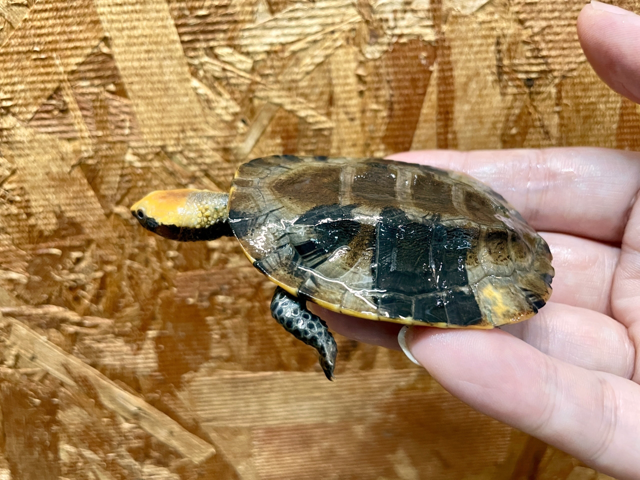 ズアカヒラタヘビクビガメ(1)