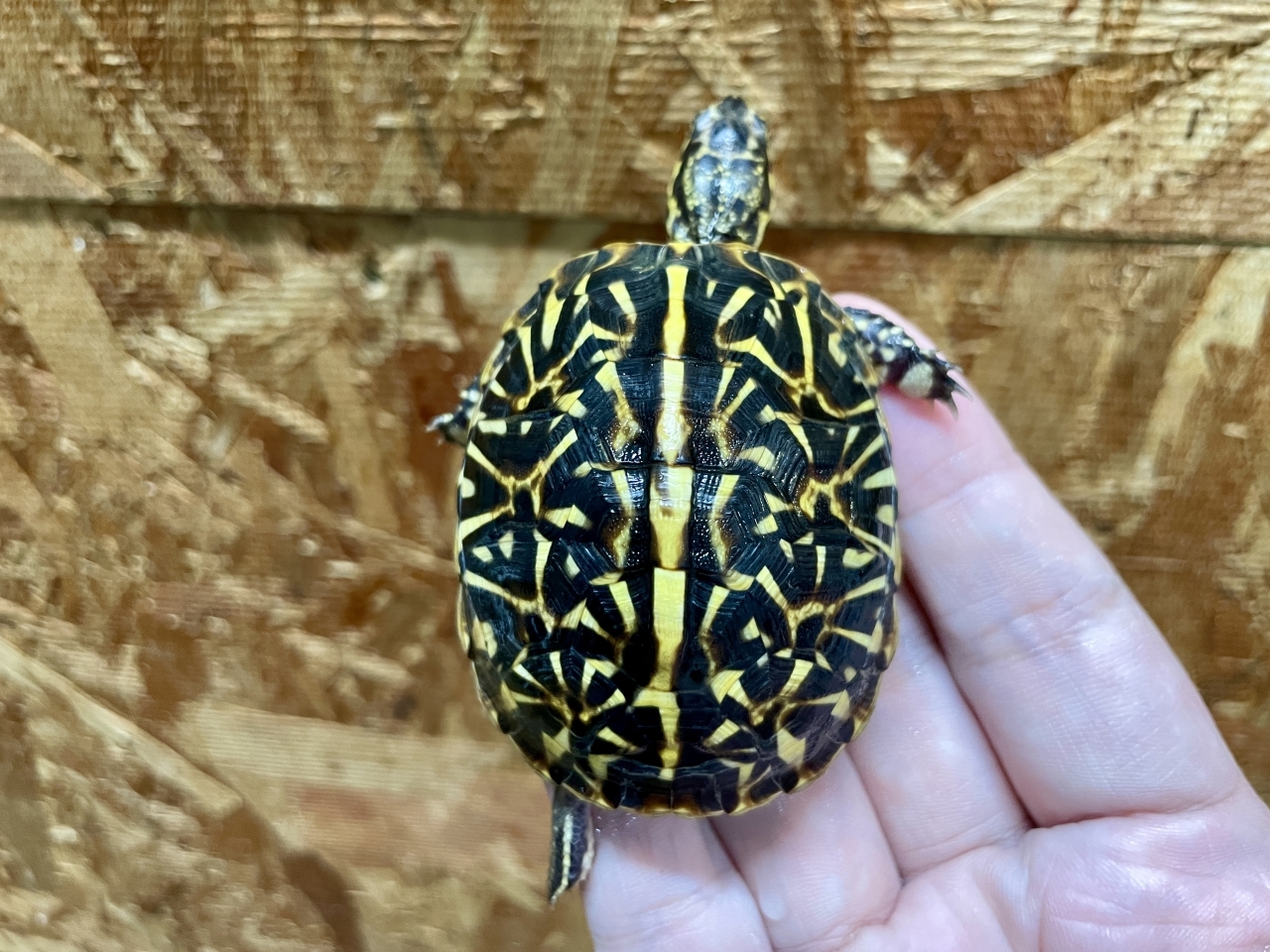 フロリダハコガメ（No.2）(3)