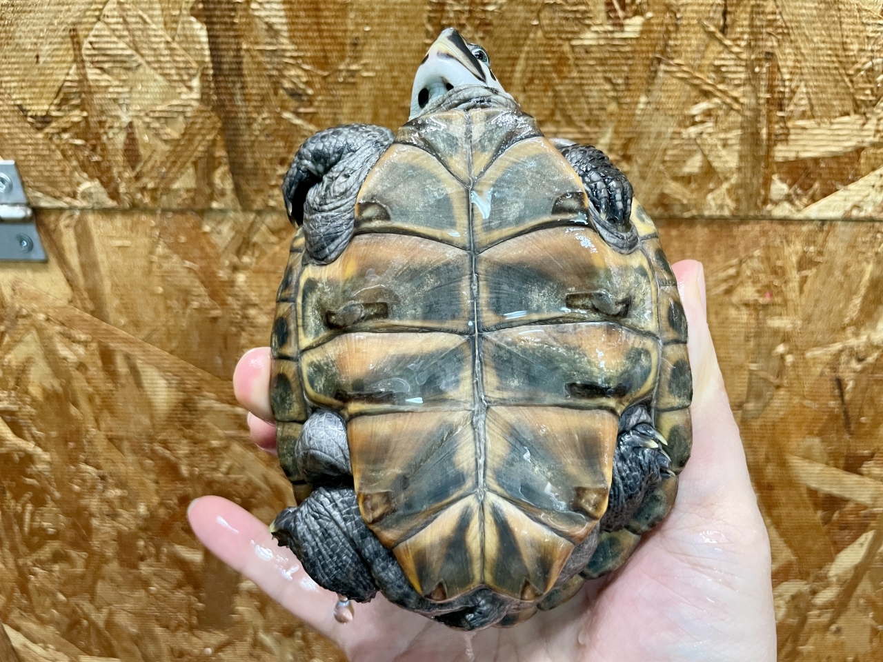 カロリナダイヤモンドバックテラピン（ブルーコンセントリック）（No.3）(4)