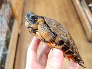 モリイシガメ(6)