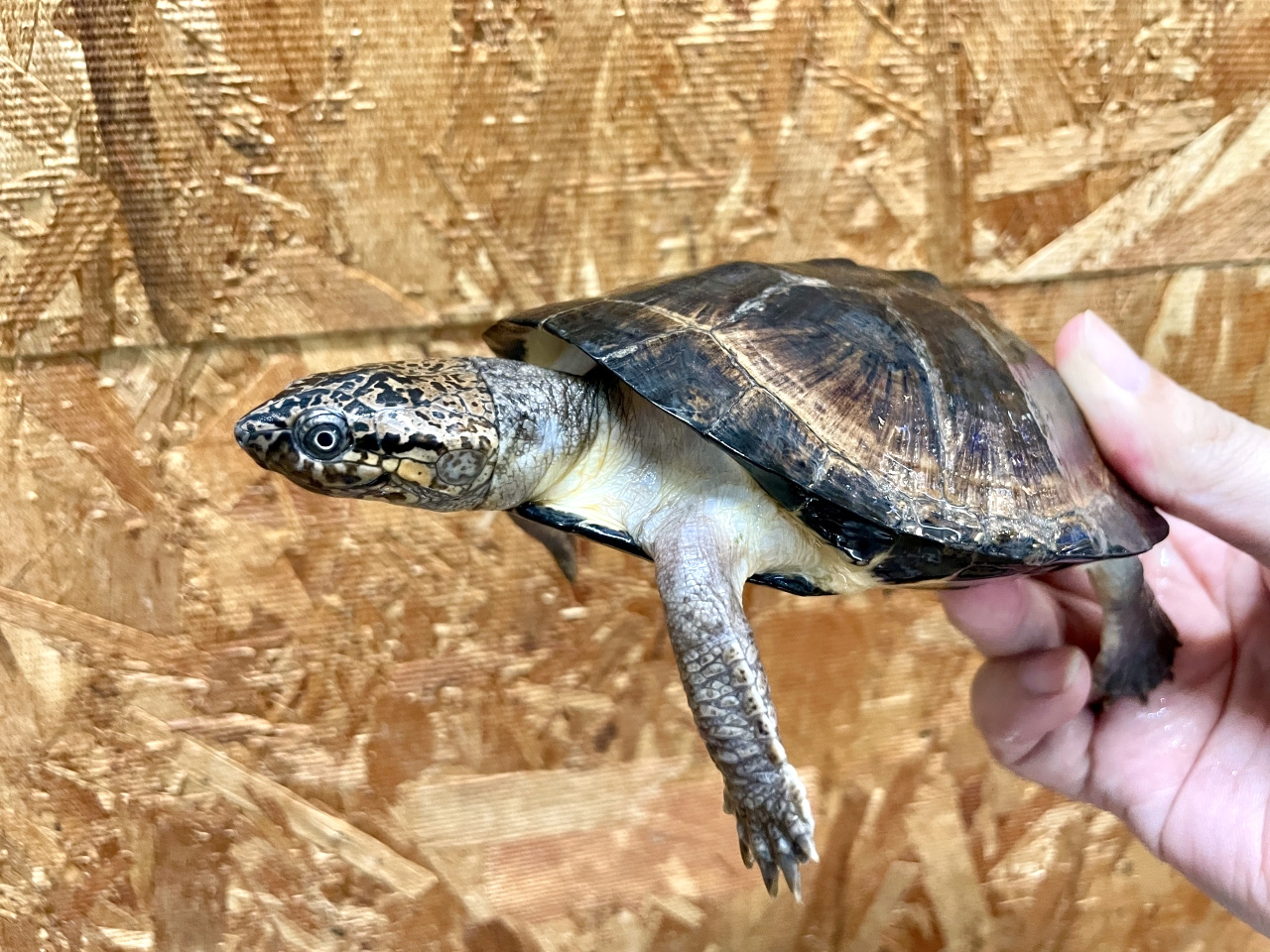 クロハコヨコクビガメ(3)