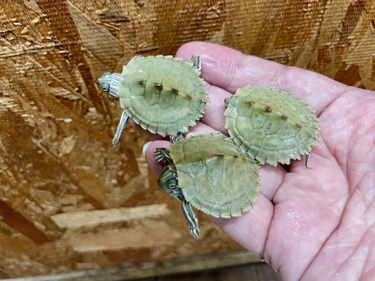 ケイグルチズガメ(2)