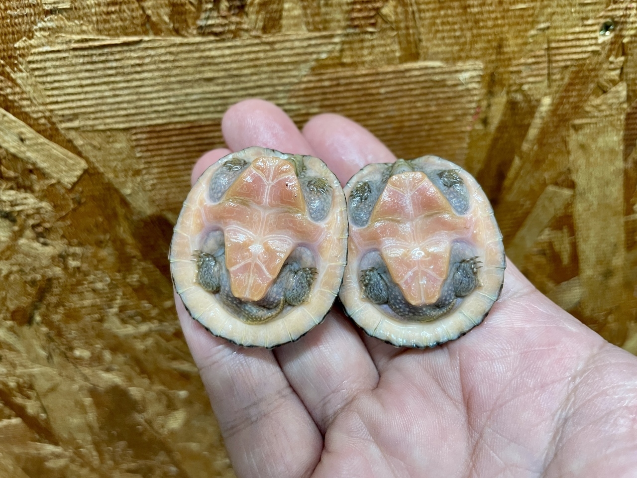 オオアタマヒメニオイガメ(4)