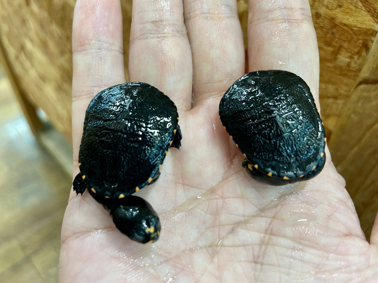 グナレンナガクビガメ(3)