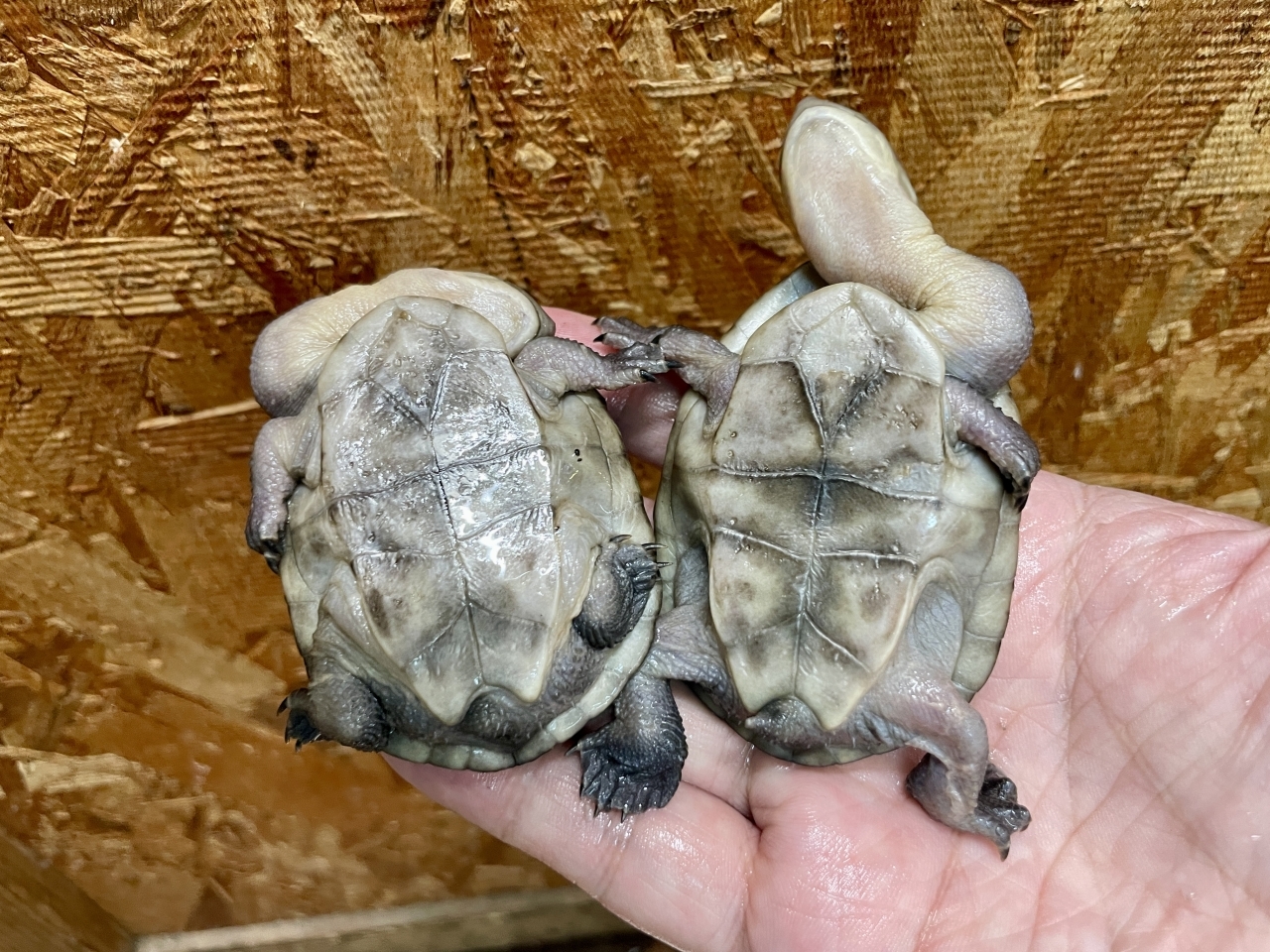 マッコードナガクビガメ(4)