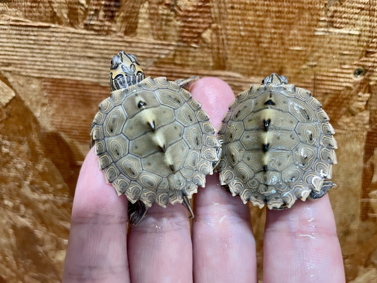 バーバーチズガメ（多甲板）(2)
