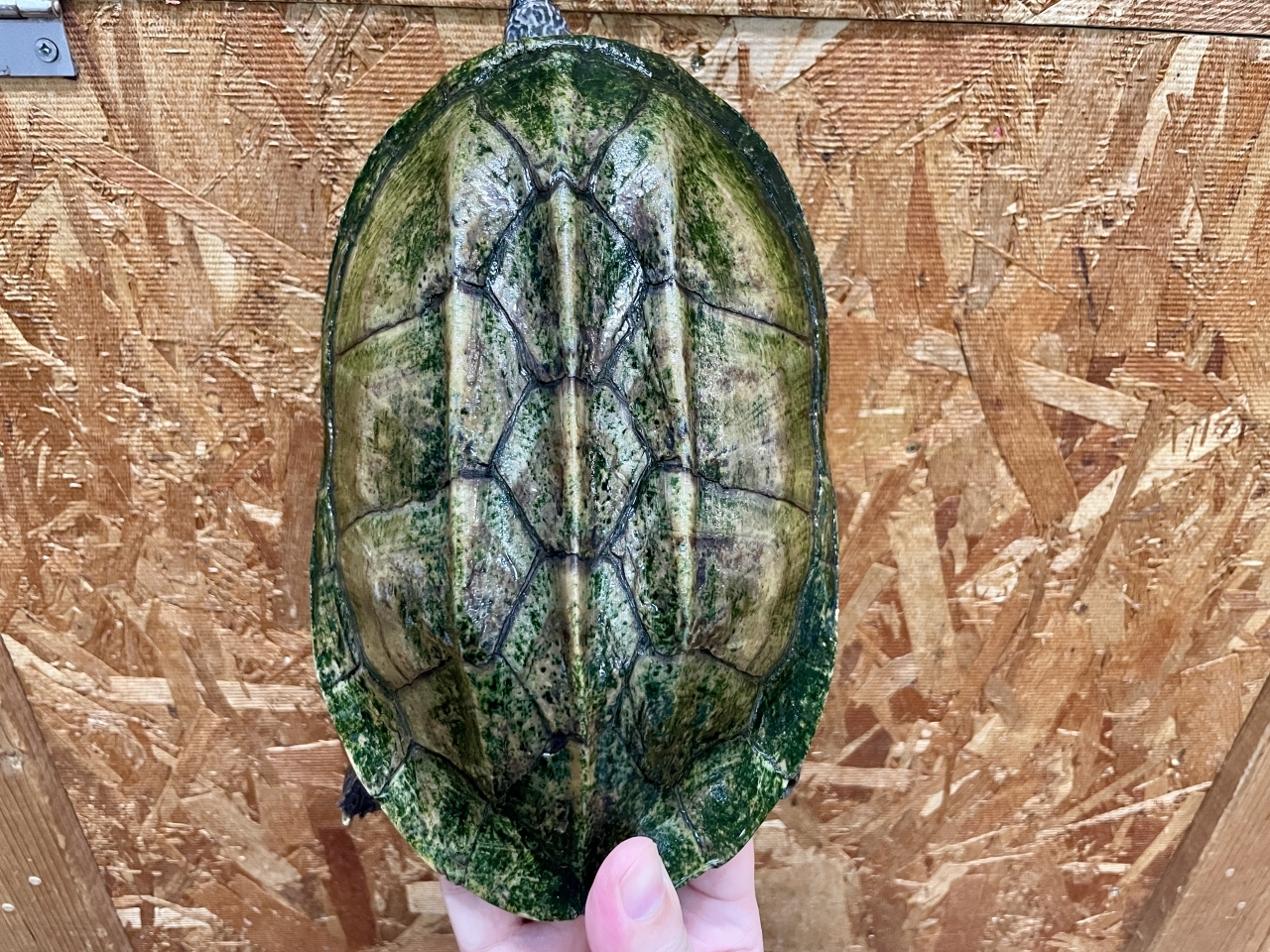 ジャイアントマスクタートル(5)