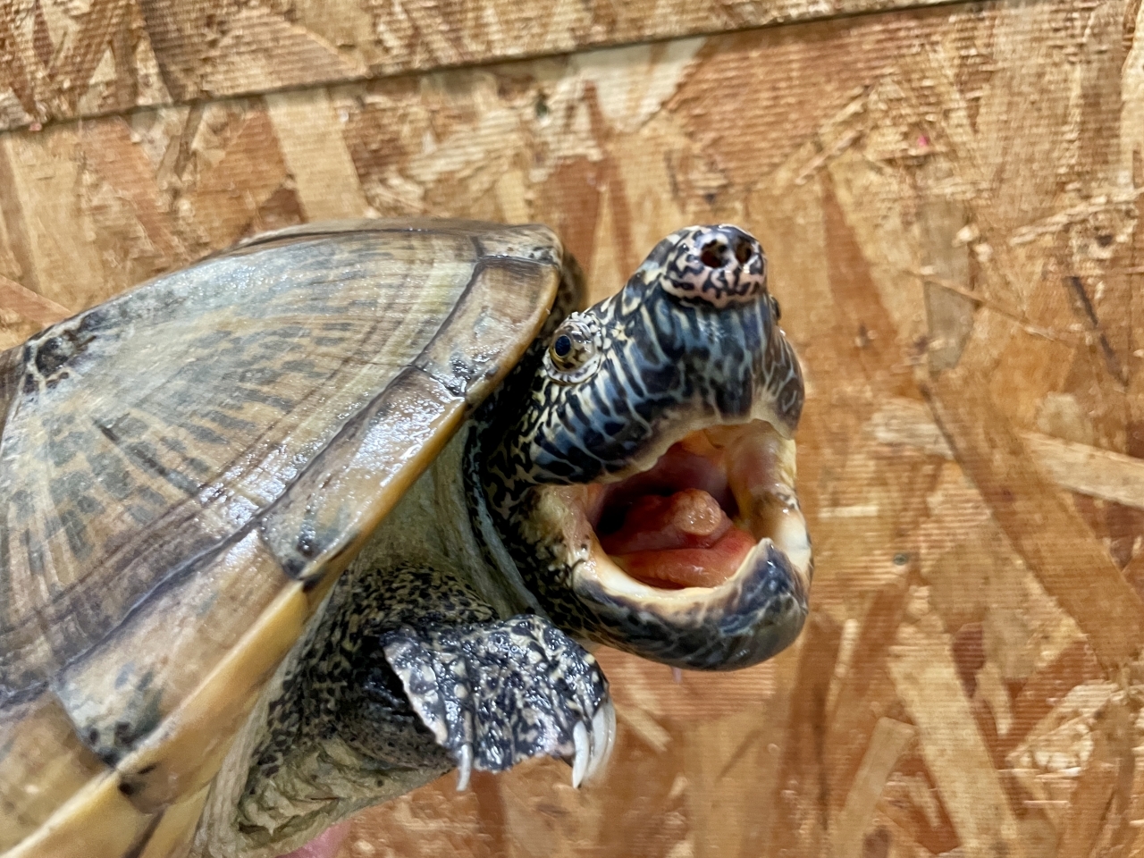 ジャイアントマスクタートル(4)