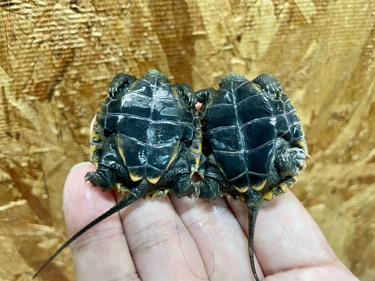 ニホンイシガメ(4)