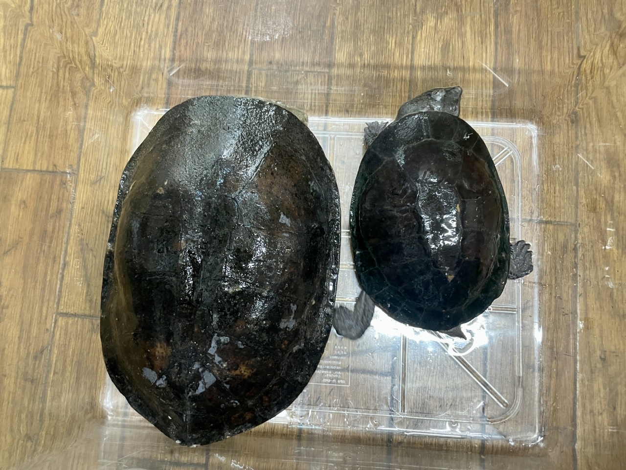 ウェルムスカエルガメ(2)