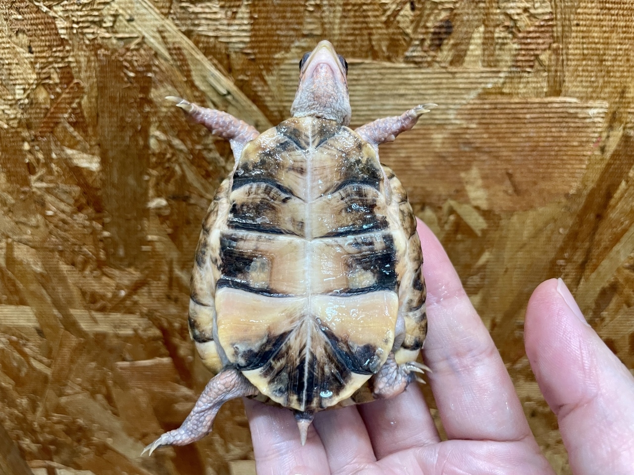 トウブハコガメ（No.B）(5)