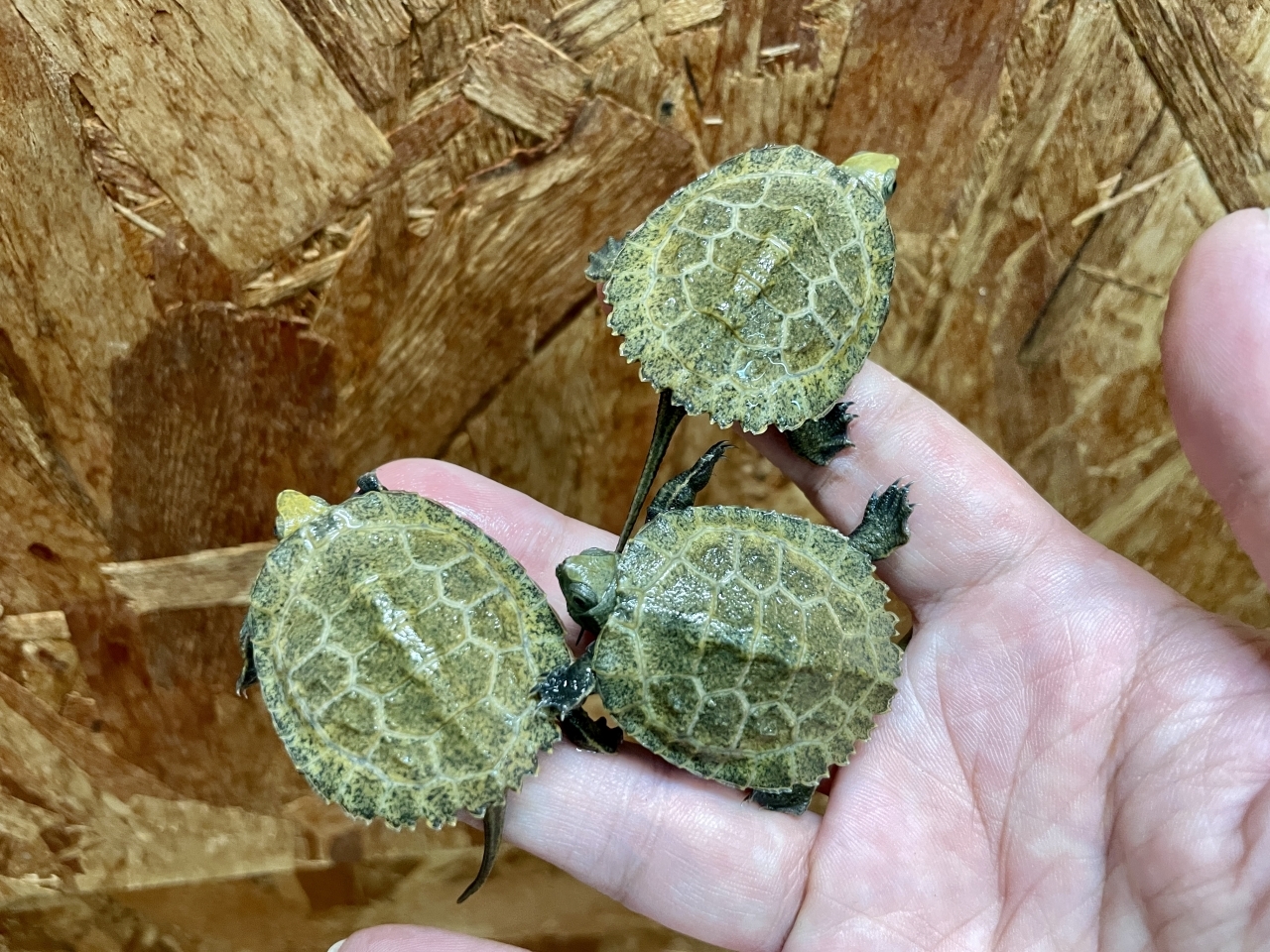 ニホンイシガメ(2)