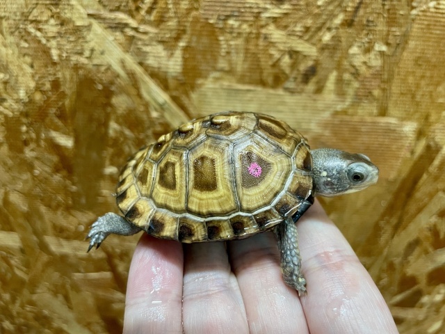 トウブハコガメ（No.A）