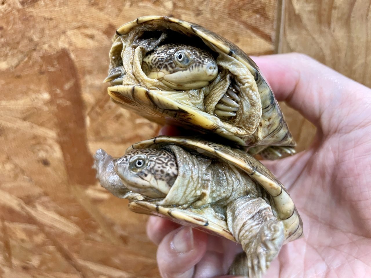 アダンソンハコヨコクビガメ(2)