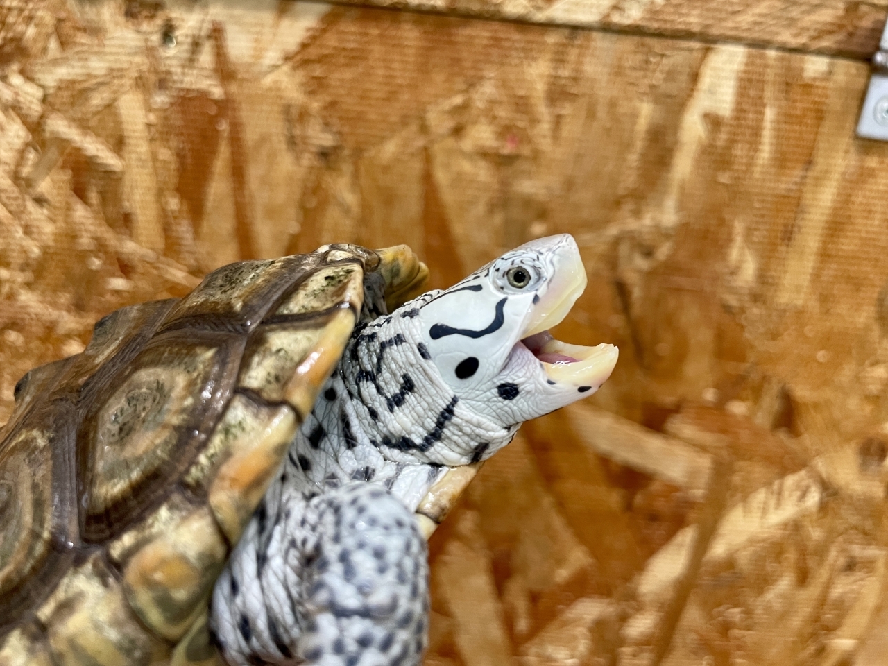 カロリナダイヤモンドバックテラピン（コンセントリック）（No.2）(3)