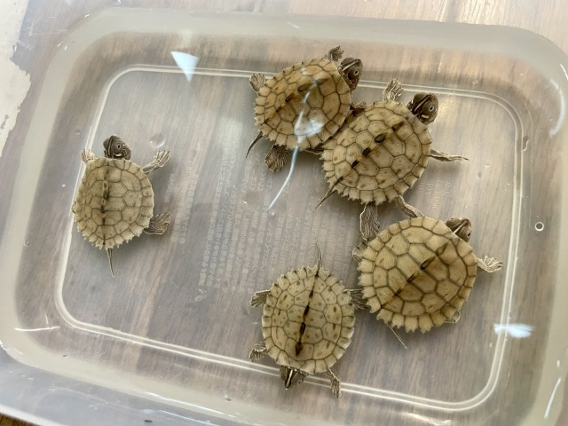 フトマユチズガメ