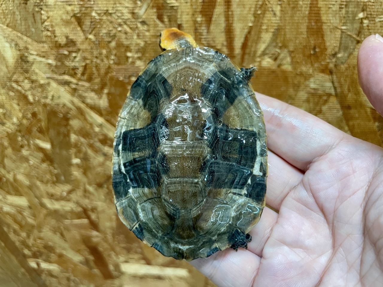 ズアカヒラタヘビクビガメ(2)